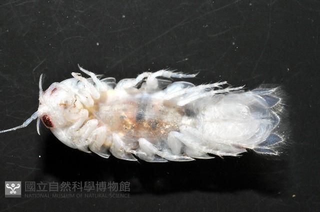 未知種浪漂水虱藏品圖，第8張