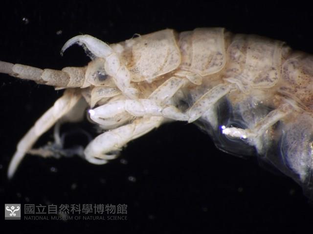 平尾棒鞭水虱藏品圖，第8張