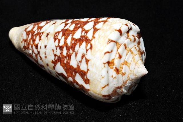 海軍上將芋螺藏品圖，第8張