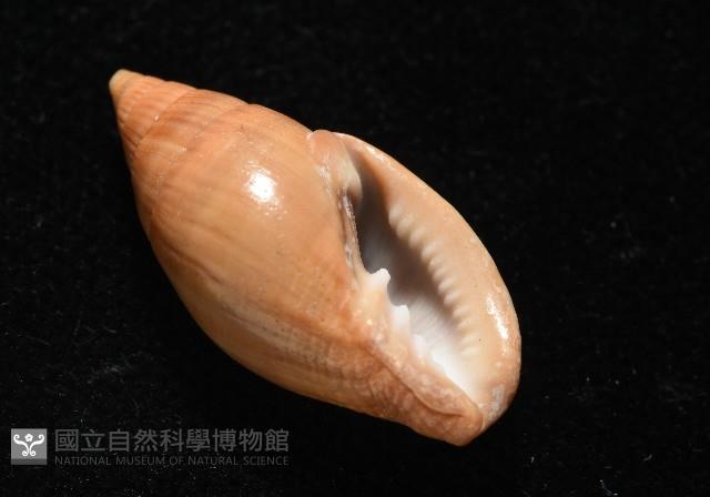 登錄號:007819-00115藏品圖，第8張