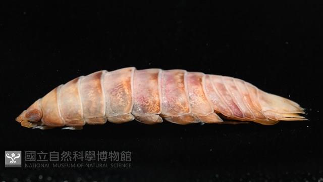 未知種羅司水虱藏品圖，第8張
