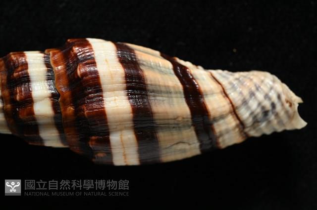 菜鳥蛹筆螺藏品圖，第8張