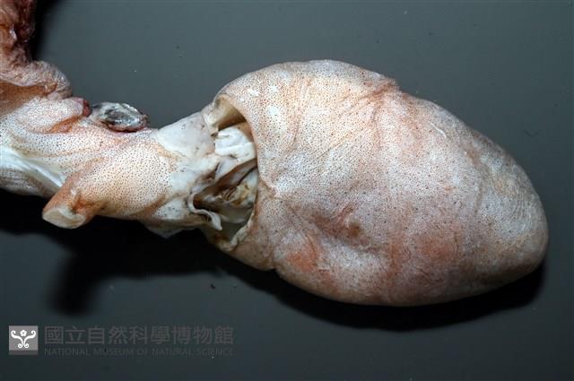 小紅蛸藏品圖，第8張
