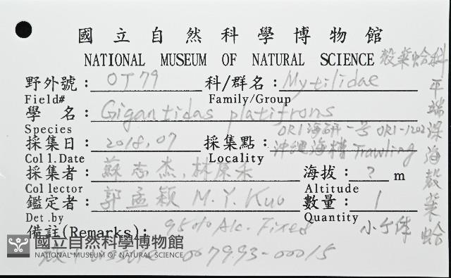 平端深海殼菜蛤藏品圖，第8張