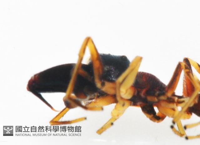 黑色蟻蛛藏品圖，第8張