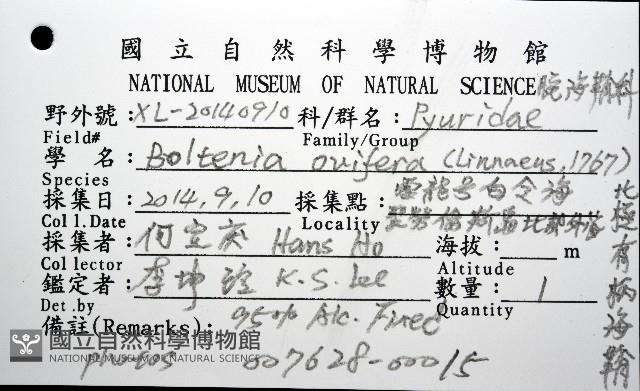 北極有柄海鞘藏品圖，第8張