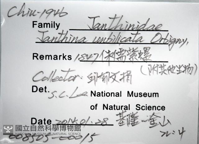 侏儒紫螺藏品圖，第8張