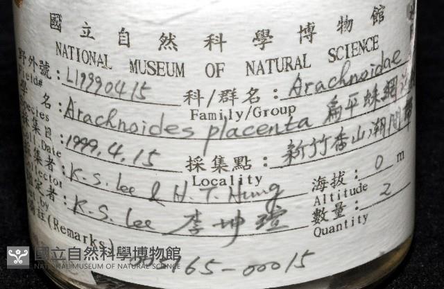 扁平蛛網海膽藏品圖，第8張