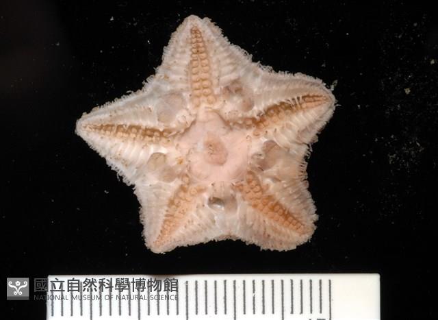 未知種開曼海星藏品圖，第8張