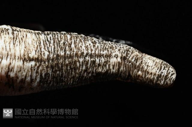 未知種尻參藏品圖，第8張