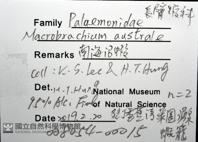 澳洲(南海)沼蝦藏品圖，第8張
