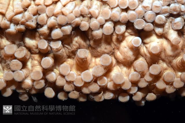 格皮氏海參藏品圖，第8張