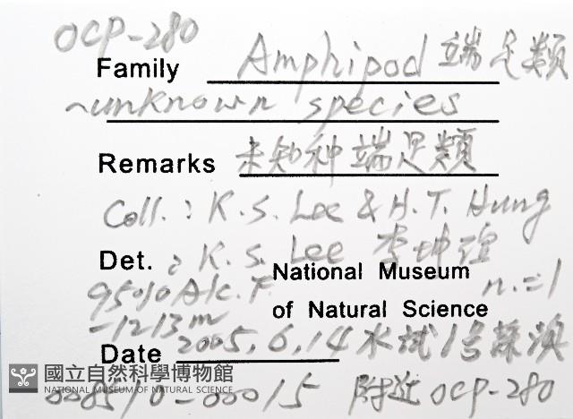 未知種端足類藏品圖，第8張