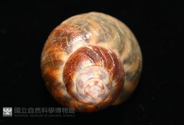 日本鳳螺藏品圖，第8張