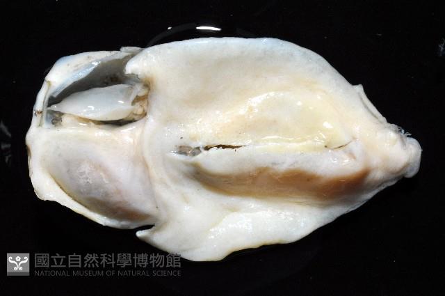 大塚薄泡螺藏品圖，第8張