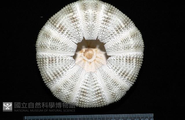 喇叭毒棘海膽藏品圖，第8張