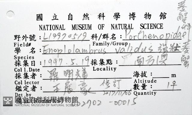 強壯菱蟹藏品圖，第8張