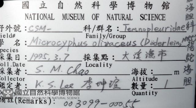 褐駝海膽藏品圖，第8張