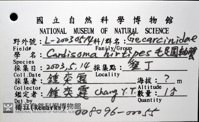 毛足圓軸蟹藏品圖，第8張