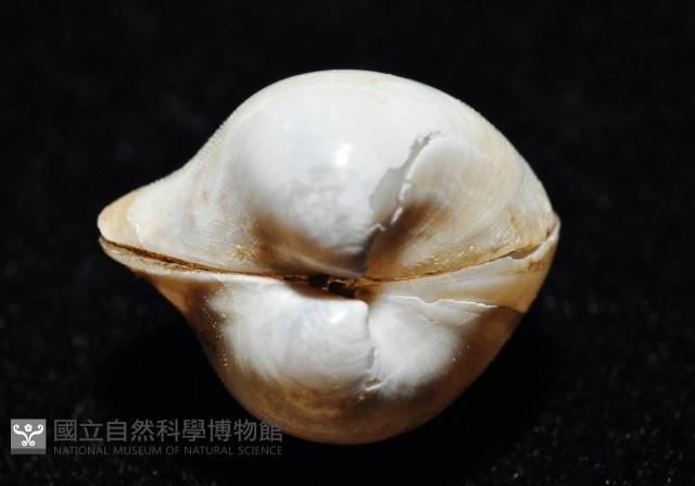 渾滾砂蛤藏品圖，第8張