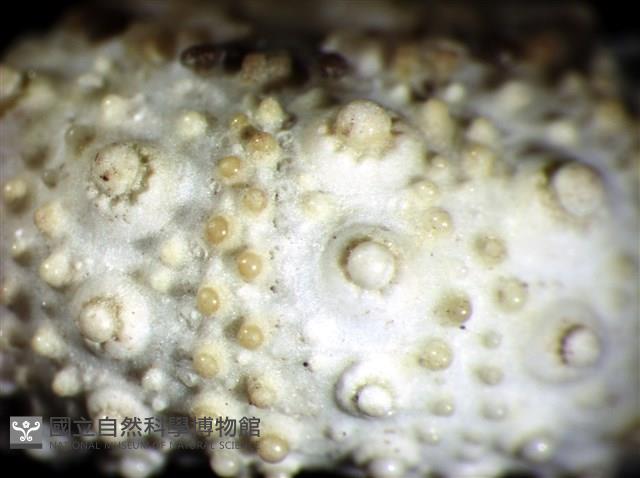 環棘深淵沙棱海膽藏品圖，第8張