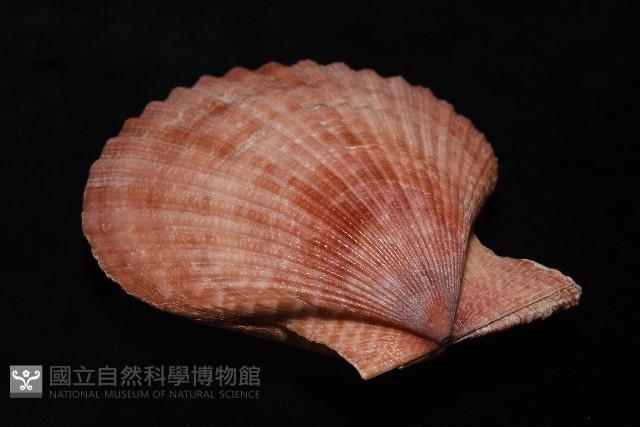 澳洲海扇蛤藏品圖，第8張
