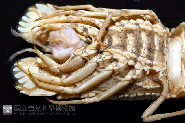 皺褶蟬蝦藏品圖，第8張