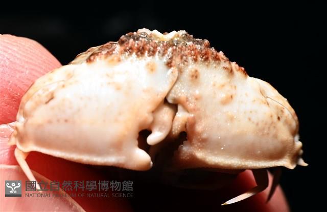 四斑饅頭蟹藏品圖，第8張