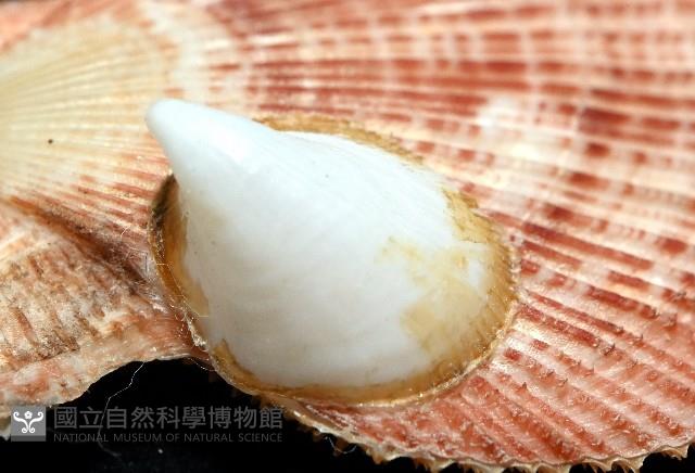 茉莉花偏蓋螺藏品圖，第8張