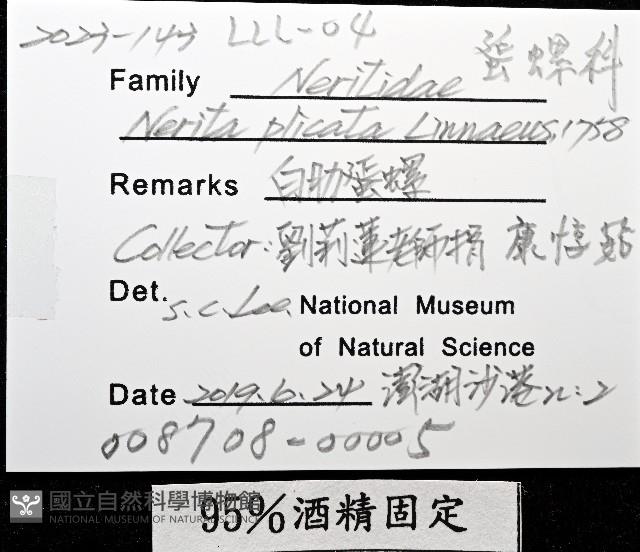 白肋蜑螺藏品圖，第8張