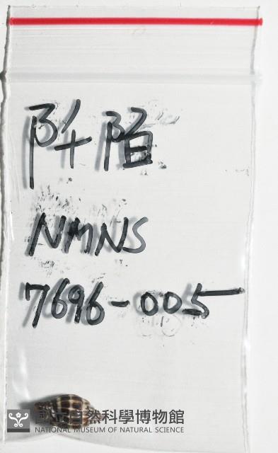 阡陌蛹筆螺藏品圖，第8張