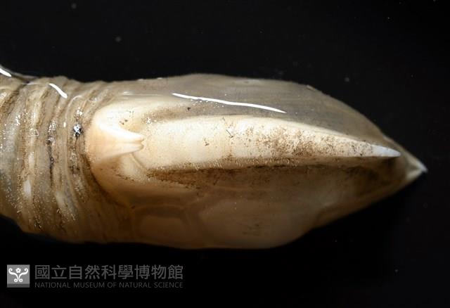 司氏鎧茗荷藏品圖，第8張