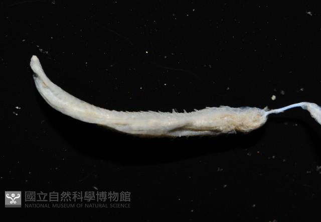 八里梳鰓蟲藏品圖，第8張