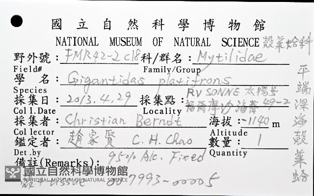 平端深海殼菜蛤藏品圖，第8張