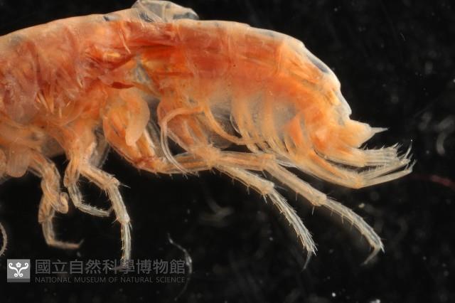 新種沙蚤鉤蝦藏品圖，第8張