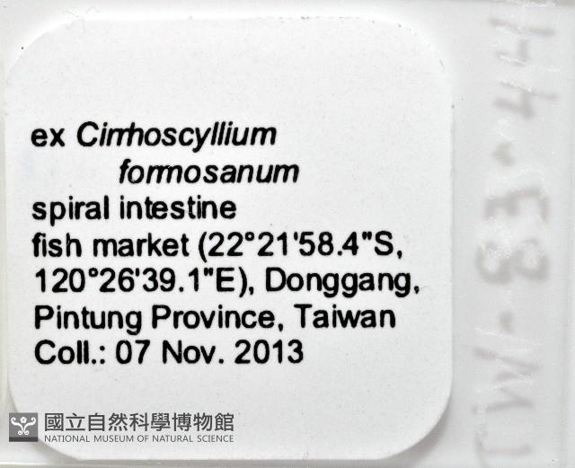 新種葉槽絛蟲藏品圖，第8張
