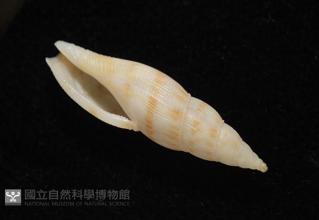 莫三比克布紋螺藏品圖，第8張