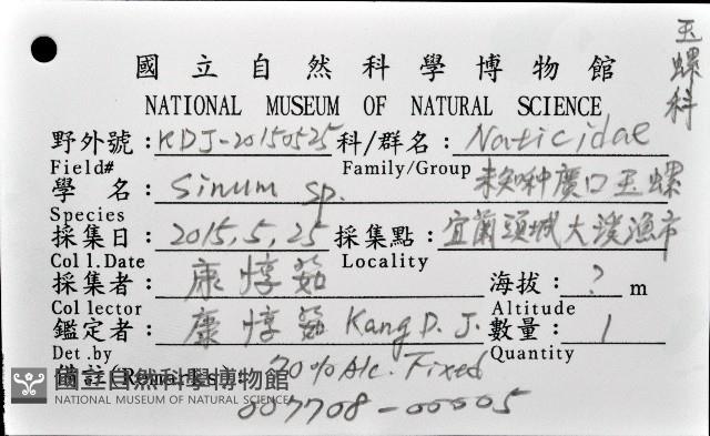 未知種扁玉螺藏品圖，第8張