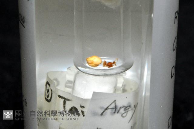 新種寄居姬蜘藏品圖，第8張