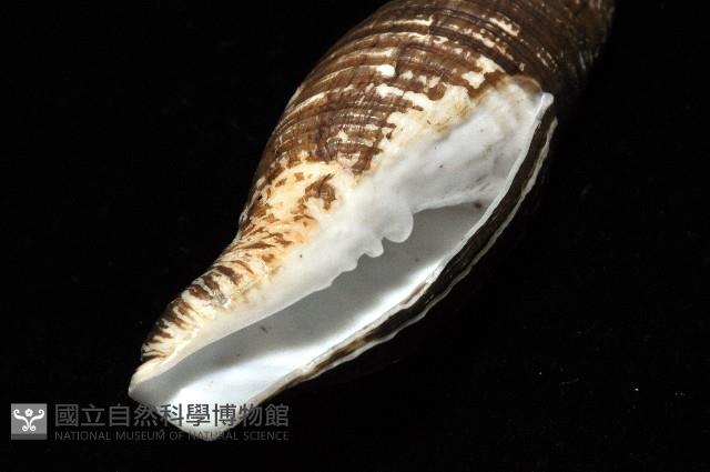智慧筆螺藏品圖，第8張