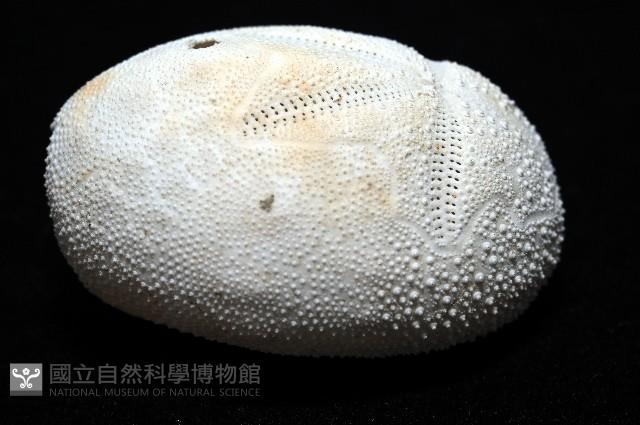 脊背壺海膽藏品圖，第8張