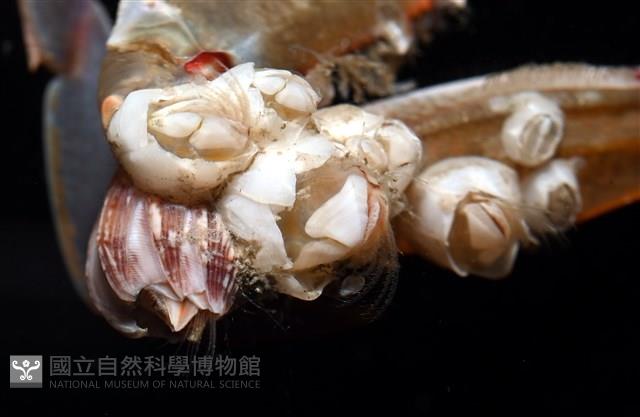 薄殼龜藤壺藏品圖，第8張