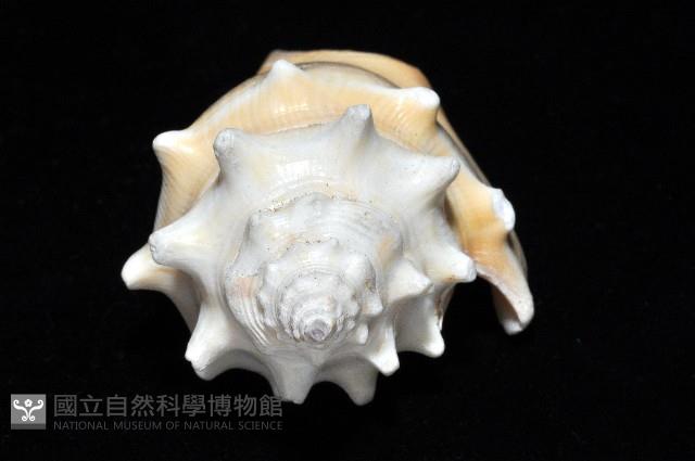 金拳鳳凰螺藏品圖，第8張