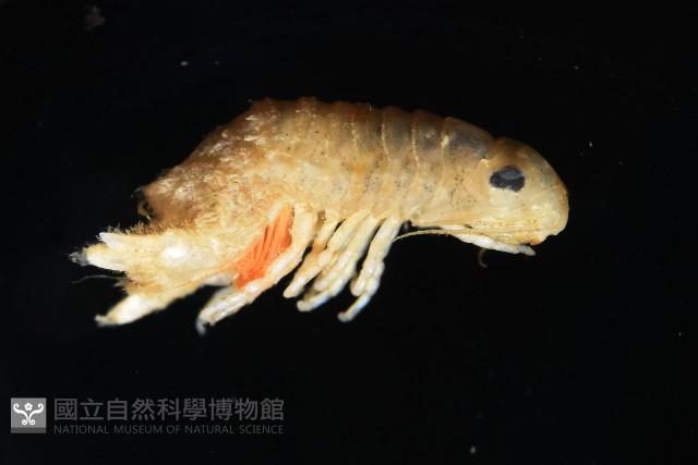 未知種團水虱藏品圖，第8張