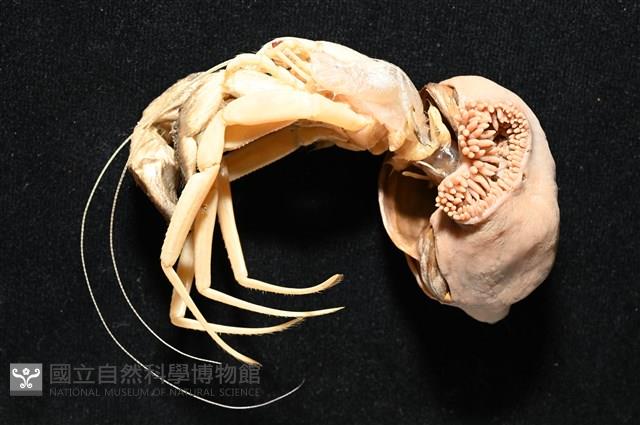 未知種擬寄居蟹藏品圖，第8張