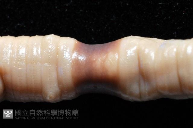 季風遠環蚓藏品圖，第8張