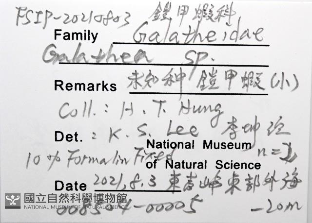 未知種鎧甲蝦藏品圖，第8張