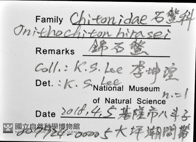 錦石鱉藏品圖，第8張