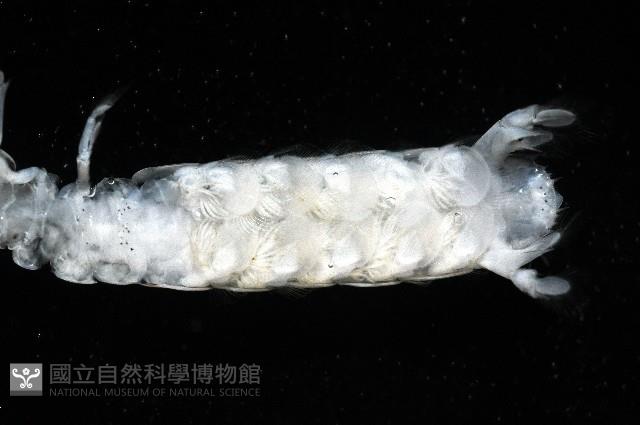 豹斑幼嫩蝦蛄藏品圖，第8張