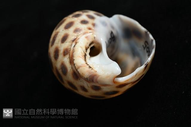 婆羅洲鳳螺藏品圖，第8張